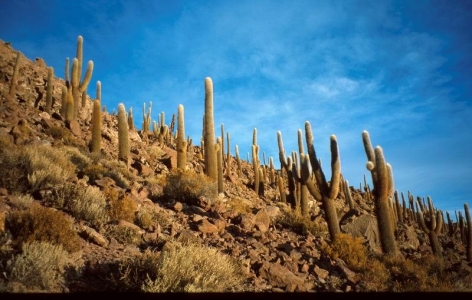 Salar - Isla de pescadores