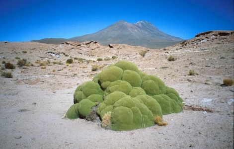 Salar de Uyuni - yarita