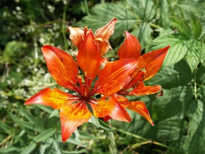 Lilie cibulkonosná (lilium bulbiferum)