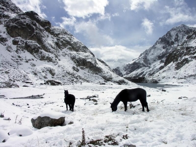 Koně poblíž chaty Refuge de Nice