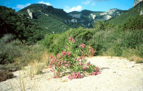 Cala di Luna - kytičky