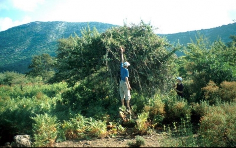 Ostružinový strom