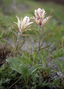 CASTILLEJA PAVLOVII. Foto Petr Pavlačík