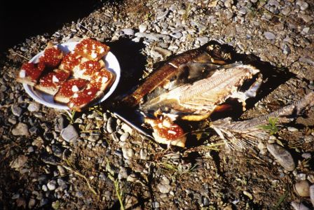 S povolenkou k rybaření jsme si dali k večeři 