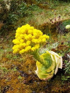 Gomera - Aeonium arboreum