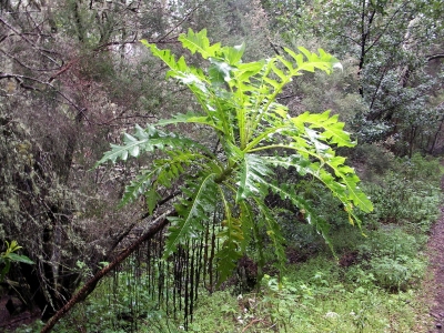 Gomera - Giant dandelion