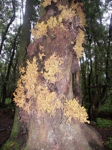 Gomera - Laurobasidium lauri
