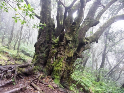 Gomera - vavřín kanárský