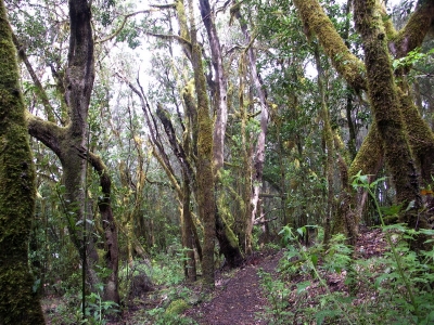 Gomera - vavřínový prales
