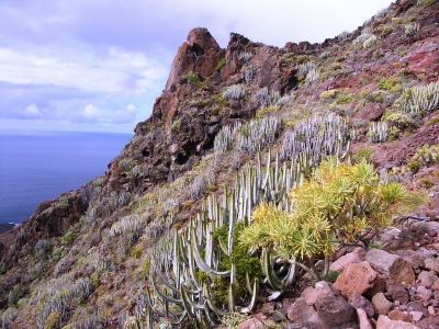 Tenerife - pryšec kanárský a modrofialový