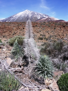 Tenerife - Teide - hadinec wildpretuv