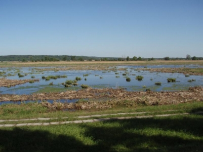 Mokřady