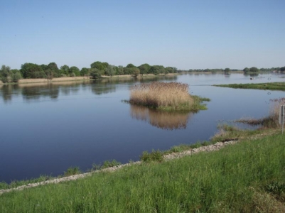 Odra