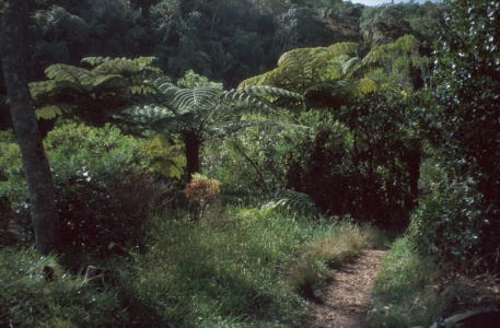 Cestou do pralesa Foret de Belouve