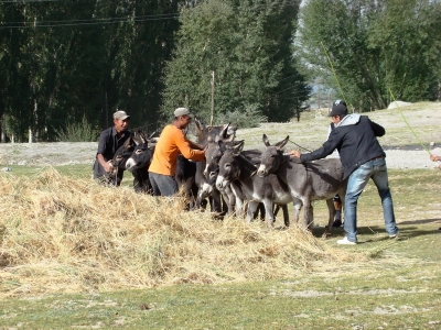 Pamir - osli mlaticka