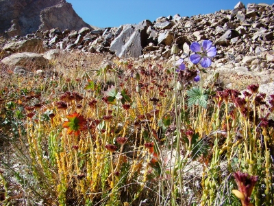 Pamir - Rhodiola a Geranium
