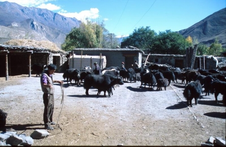 Tibetští yakmani
