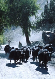 Yaci patří ke koloritu tibetské vesnice