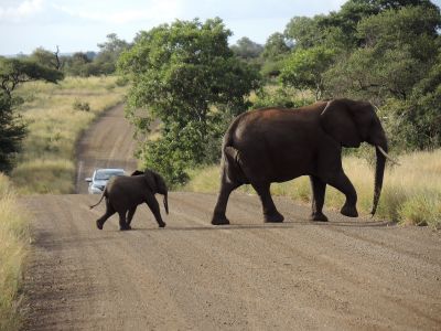 Slon africký v Krugerově NP