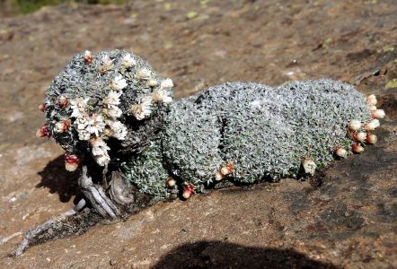 HELICHRYSUM SESSILIOIDES - 