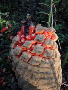 Plody stromových kapradin v botanické zahradě v Pietermaritzburgu