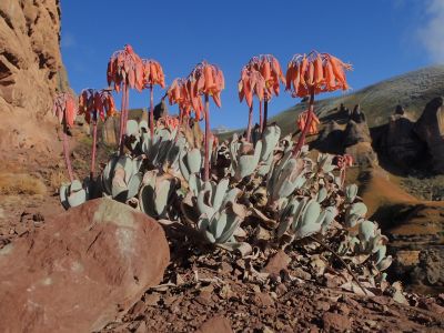 Cyrtanthus epiphyticus - nádherný endemit Dračích hor