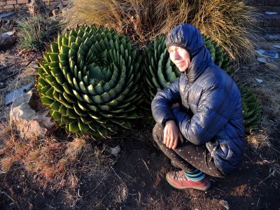 ALOE POLYPHYLLA - endemit Lesotha
