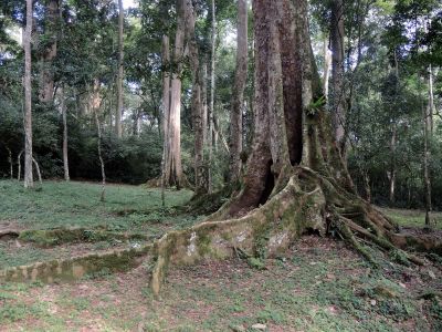 Mpanga Forest