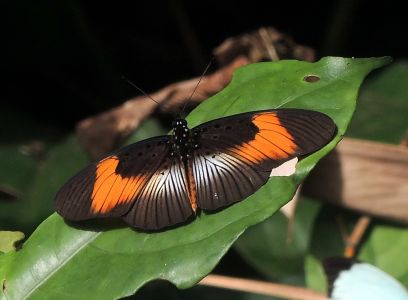 Motýli v Mpanga Forest