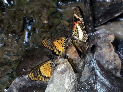 Motýli v Mpanga Forest