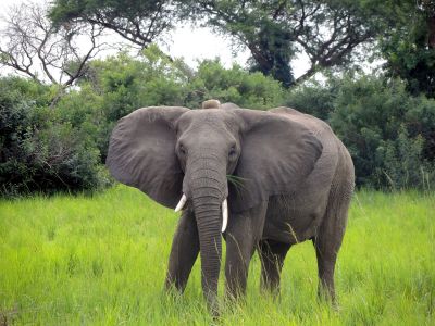 Slon africký