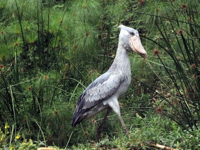 Člunozobec africký - Shoebill