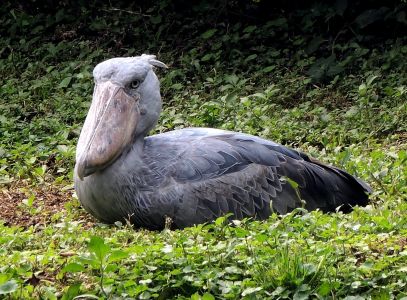 Člunozobec africký - Shoebill