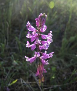 Vítod větší - na orchidejových loukách v PR Drahy u Horního Němčí