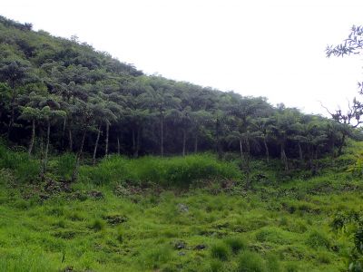 Les stromových kapradin