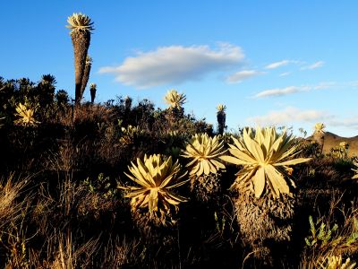Frailejones Gigantes - Klejovky (Espeletia)