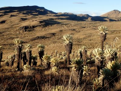 Frailejones Gigantes - Klejovky (Espeletia)