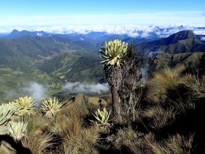 Frailejones Gigantes - Klejovky (Espeletia)