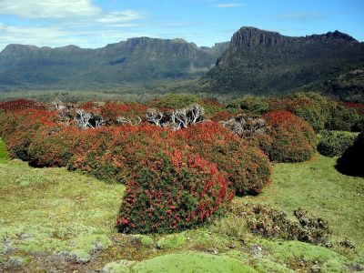 Mount Ossa a endemit Richea scoparia
