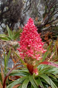 Richea continentis