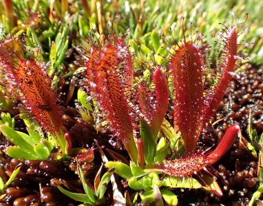 Drosera mufretti