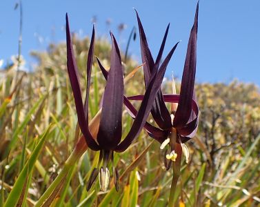 Isophysis Tasmanica - tasmánský endemit