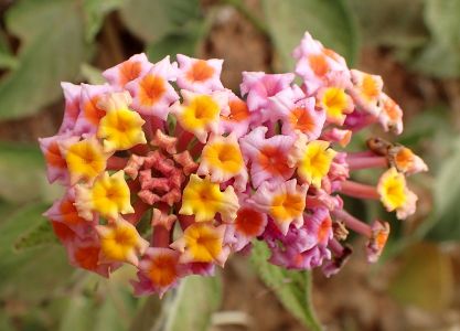 Lantana camara