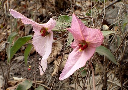 BOUGAINVILLEA SPECTOGLABRA