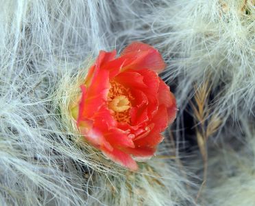 AUSTROCYLINDROPUNTIA FLOCCOSA