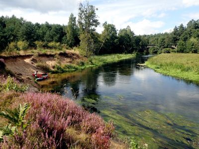 Wda - nádherné barvy, kvetoucí vřes na vysokých písčitých březích