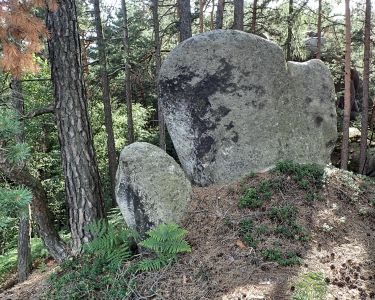 Naštvaná želva