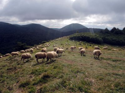 Ovečky na Puy des Goules