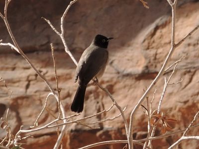 Bulbul arabský