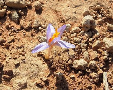 Colchicum tunicatum - ocún - endemit Mrtvého moře